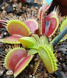 Dionaea "strong"