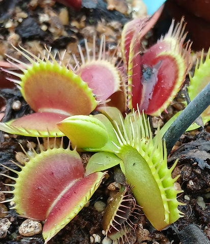 Dionaea "strong"