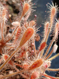 Drosera curvipes