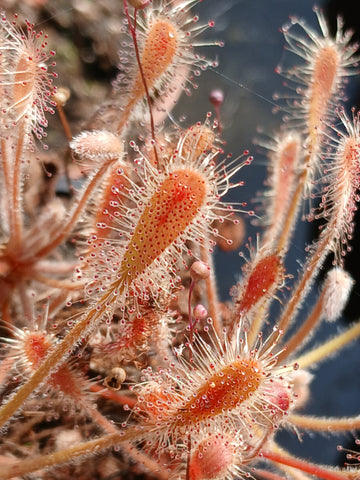 Drosera curvipes