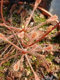 Drosera curvipes
