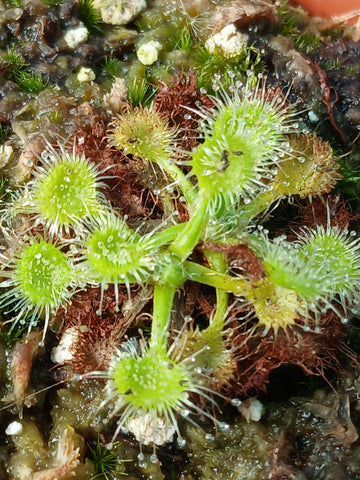 Drosera rotundifolia fo. verte
