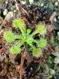Drosera rotundifolia fo. verte