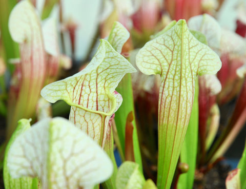 Sarracenia x 'Eva'