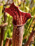 Sarracenia x areolata