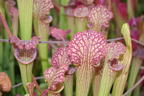 Sarracenia x farnhamii