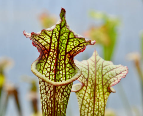 Sarracenia x 'Lynda Butt'