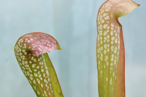 Sarracenia x fake judy