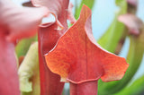 Sarracenia x catesbaei "inverted veins"