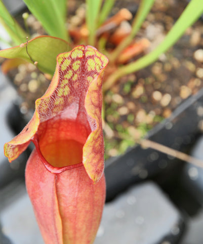sarracenia x melanorhoda