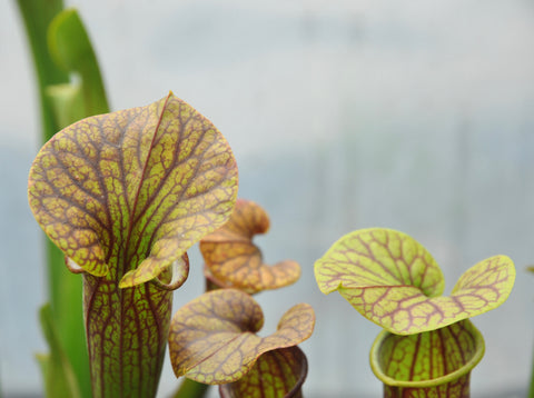 Sarracenia x 'Mercury'