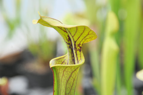 Sarracenia x (S. x popei x S. flava var. rugelii)
