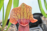 Sarracenia x exornata