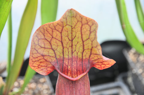 Sarracenia x exornata