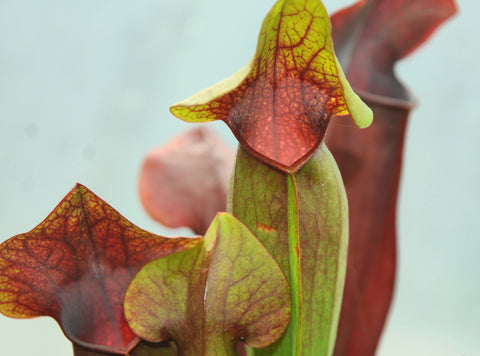 Sarracenia x (S. alata x S. x swaniana)