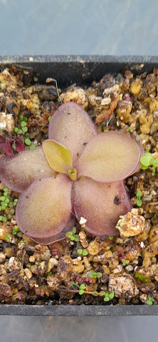 Pinguicula laueana "geranium flower"