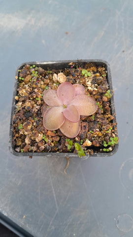 Pinguicula laueana "Highe Sierra Mixe"