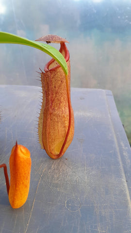 Nepenthes "linda"