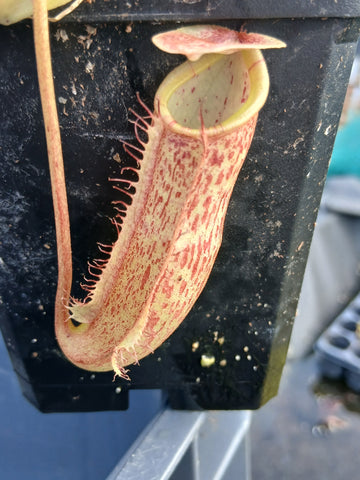 Nepenthes 'Miranda'