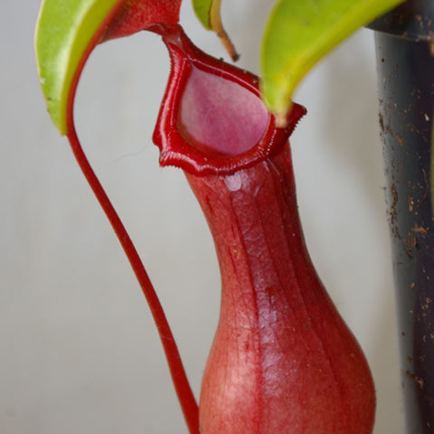 Nepenthes "ventrata"