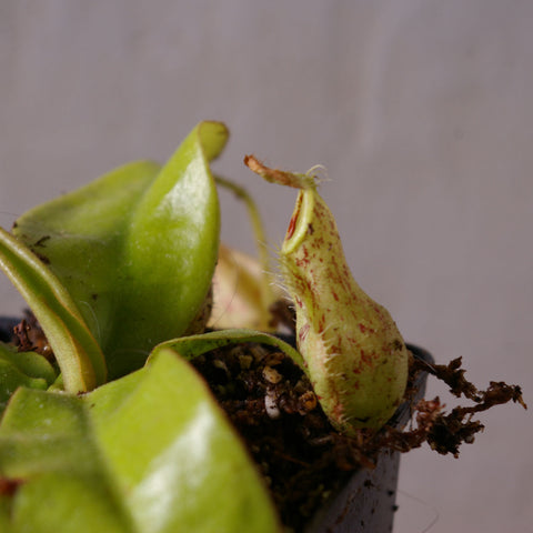 Nepenthes "hookeriana"