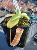 Nepenthes 'Miranda'