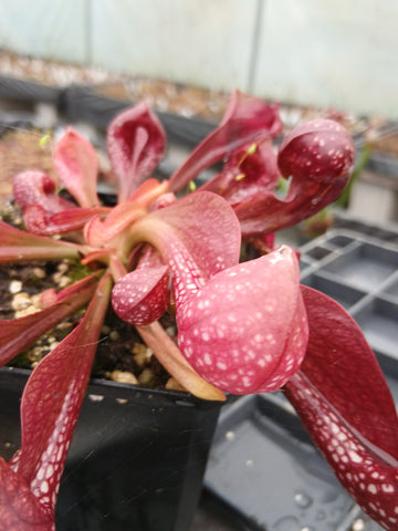 Sarracenia psittacina var. okefenokeensis {Sandy Creek road, Bay Co., FL}