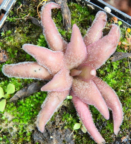 Pinguicula 'Red Starfish'