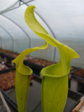 Sarracenia rubra ssp. jonesii f. heterophylla