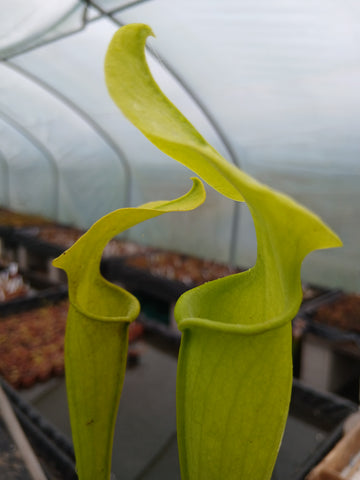 Sarracenia rubra ssp. jonesii f. heterophylla