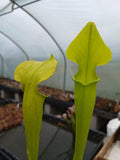 Sarracenia rubra ssp. jonesii f. heterophylla