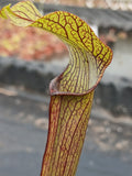 Sarracenia rubra ssp. rubra "long lid"