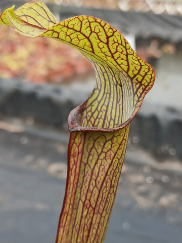 Sarracenia rubra ssp. rubra "long lid"