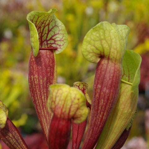 Sarracenia x vogel