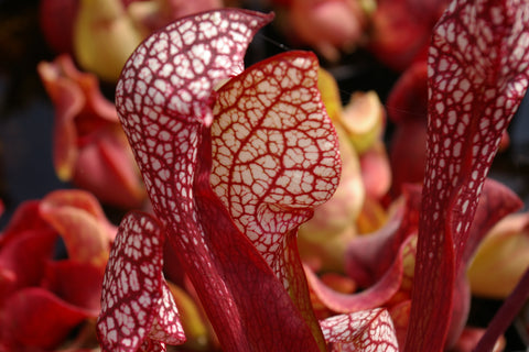Sarracenia x 'Scarlet Belle'