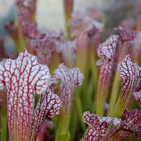 Sarracenia x 'Bella'