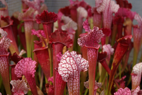 Sarracenia x 'Juthatip Soper'