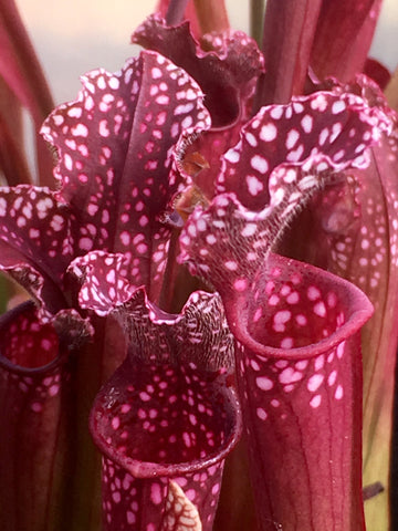 Sarracenia x stevensii