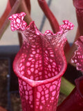 Sarracenia x stevensii