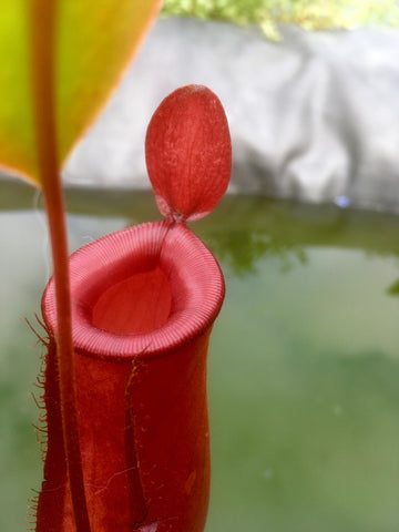 Nepenthes "bloody mary"