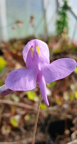 Utriculaire nelumbifolia x reniformis