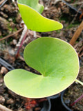Utriculaire nelumbifolia x reniformis