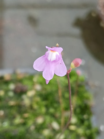 Utriculaire tridentata