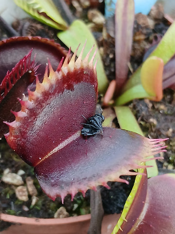 Dionaea "wine mouth"
