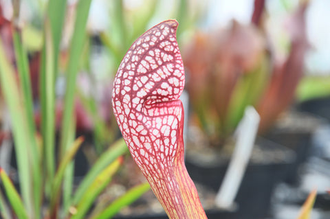 sarracenia x wrigleyana {Okaloosa Co., FL}