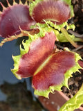 Dionaea "zipp"