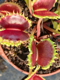 Dionaea "zipp"