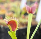 Dionaea "red green"