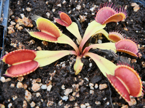 Dionaea 'Rouge Sombre'
