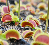 Dionaea "fine tooth x red"